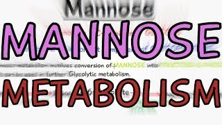 Biochemistry Help Mannose Metabolism [upl. by Ahsilat566]