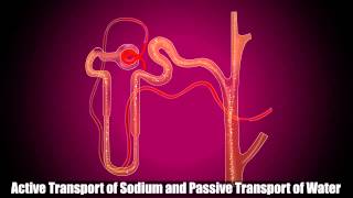 Reabsorption in Distal Convoluted Tubule [upl. by Ivar]