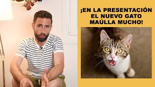 Duda sobre la presentación de un gato de 6 años con otro de pocos meses que no para de maullar [upl. by Margarette165]