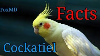 12 Quick facts of Cockatiels  Cockatiel Facts [upl. by Carlina]