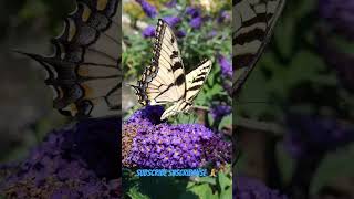 Butterfly Bush [upl. by Linneman700]