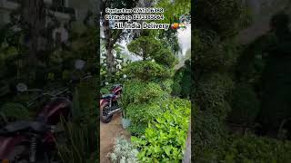 Carmona spiral plant 🪴 spiral nursery garden decorationplants gajraulanursery gajraula tree [upl. by Gavrielle]