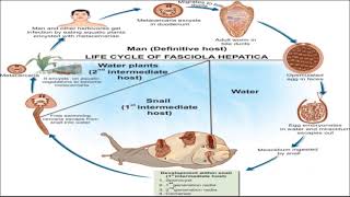 Fasciola hepatica [upl. by Waters]