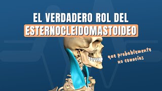 El verdadero rol del esternocleidomastoideo ECOM que probablemente no conocías [upl. by Lupien707]