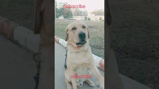 Labrador Dog Barking clip Dog traing [upl. by Shotton]