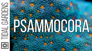 Psammocora Coral Care Tips [upl. by De Witt]