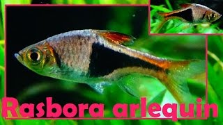 Trigonostigma heteromorpha  Duncker 1904  Rasbora arlequin  AquaPorte Dorée  072015 [upl. by Amein]