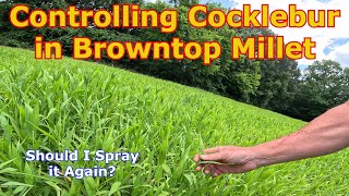 Controlling Cocklebur in Browntop Millet for Dove Hunting [upl. by Giesser325]