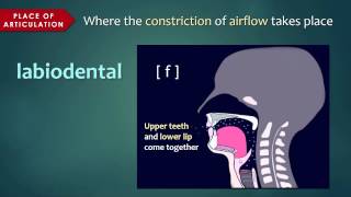 Introduction to Articulatory Phonetics Consonants [upl. by Regina]