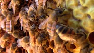 Bee Trophallaxis Detail and Antennation [upl. by Frech]