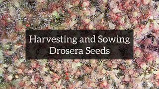 Harvesting and Sowing Drosera Seeds  SubTropical Sundews [upl. by Karina]