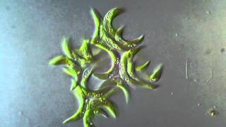 Selenastrum Chlorophyta [upl. by Elvin]