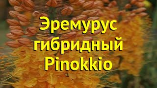 Эремурус гибридный Пиноккио Краткий обзор описание eremurus hybrida pinokkio Pinokkio [upl. by Ised]