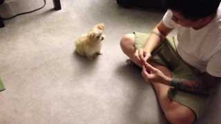 Daisy  12 weeks old Maltipoo puppy girl doing tricks [upl. by Loy180]