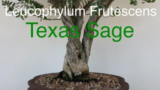 Bonsai  Leucophylum Frutescens Texas Sage Stying and Wiring October 2019 [upl. by Yecaw]