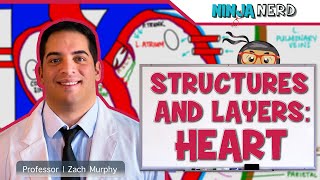 Cardiovascular  Structures and Layers of the Heart [upl. by Nolra]