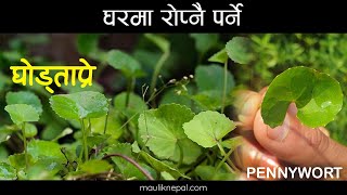 नेपाली घाेड टाप्रे । Brain Healing Herb Ghol Tapre l Health benefits of Ghodtapre l Pennyworth [upl. by Hannazus]