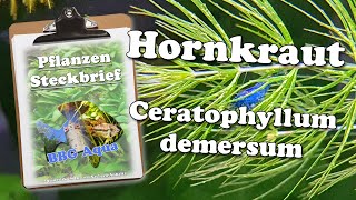 Steckbrief  Hornkraut  Ceratophyllum demersum [upl. by Llered]