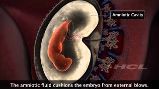 HCL Learning  Embryonic Development in Humans [upl. by Ramej]