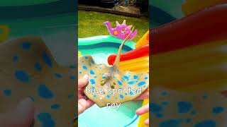 Kids Learn  Sea Animal Names on Waterslide Octopus Eel Ray Hammerhead Shark Turtle [upl. by Yema294]