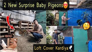 Pura Loft Cover Kardiya😍 2 New Surprise Babies💫🕊 Mukhi Pair For Sale [upl. by Hickey]