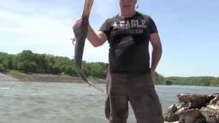 2014 Snagging paddle fish Nashville Tennessee [upl. by Gabbey]