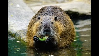 Discover useful facts about NUTRIA [upl. by Trilbee]