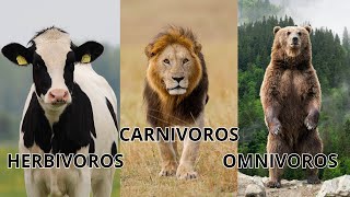 Descubre a los Carnívoros Herbívoros y Omnívoros [upl. by Emelin]