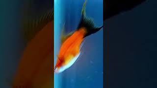 Fish🐬 birth in🐋 fish tank swordfish giving birth fish fishbreeding fishing [upl. by Nitreb]