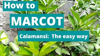 How to marcot calamansi the easy way  Paano mag marcot ng kalamansi sa madaling paraan [upl. by Ellebasi]