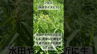 タイヌビエ ノビエ 植物 擬態 Echinochloaoryzoides 生存戦略 [upl. by Yesiad]