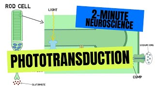 2Minute Neuroscience Phototransduction [upl. by Eisor]