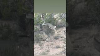 Muley kombat huntaz muledeer muley buck hunting deer vc ashleighwoolison [upl. by Einaoj]