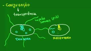 Conjugação bacteriana  Diversidade dos Seres Vivos  Biologia [upl. by Imiaj]