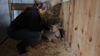 Full Nigerian Dwarf Goat Birth Kidding Piper Had Triplets 2nd Freshening [upl. by Julieta]