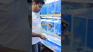 Anchor worms Treatment for fish music calmdown musica amor love aquarium guppyfishfarmkochi [upl. by Lever412]