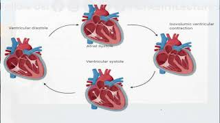 Cardiac Cycle  Cardiac Cycle Class 11 [upl. by Wheelwright]