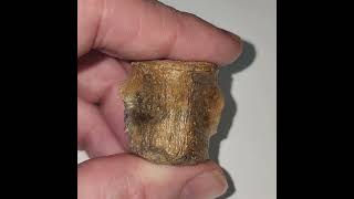 Beautiful Champsosaur Reptile Vertebra from the Hell Creek Formation South Dakota Badlands [upl. by Friederike157]