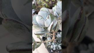 shorts  Lenta mas cresce Cotyledon Orbiculata var oophylla [upl. by Afas]