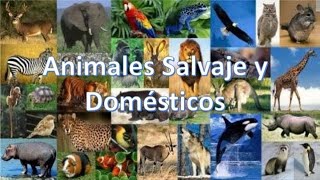 LOS ANIMALES DOMÉSTICOS Y SALVAJES [upl. by Yrad]