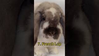 Top 10 Most Popular Bunny Breeds [upl. by Idnir]