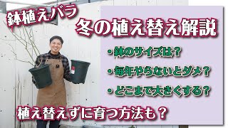 【バラの育て方】冬の植え替え方法と、楽できるコツも解説してみました [upl. by Bach]