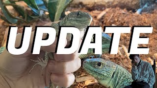 Jeweled Lacerta  Reptile Room Update [upl. by Ahsak]