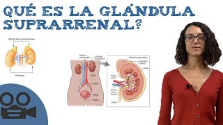 Qué es la glándula suprarrenal [upl. by Nesral242]