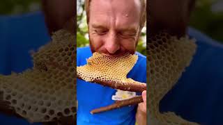 тренд мой вернулся honey honeybee bee honeycomb beelife food nature wildhoneybees [upl. by Adriene]