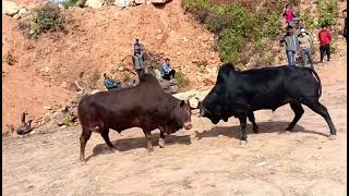 DANGEROUS AMERICAN BULL vs CHINESE BULL FIGHT [upl. by Naujet]