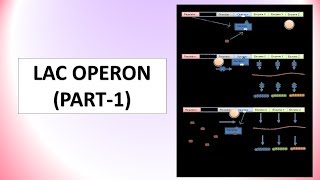 LAC OPERON PART1  PROKARYOTIC GENE REGULATION CSIRUGC NET LIFE SCIENCES [upl. by Yluj]