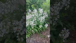 FOXGLOVE BEARDTONGUE PENSTEMON flowers [upl. by Norrie]