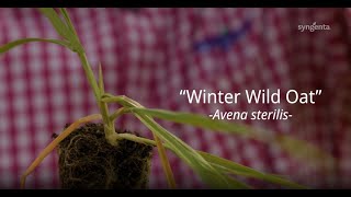 TOP TIPS for identifying WINTER WILD OATS in UK arable crops [upl. by Tacye]