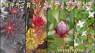 【ネイティブプランツ】1年中外で育ててるオーストラリア、南アフリカの植物🍃育て方、季節ごとの様子【Easy to grow Australian and South African plants】 [upl. by Tterb394]